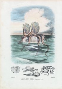 Paper Nautilus, 1863-79